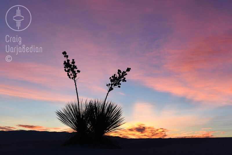 Yuccas at Sunrise, White Sands<p>© Craig Varjabedian</p>