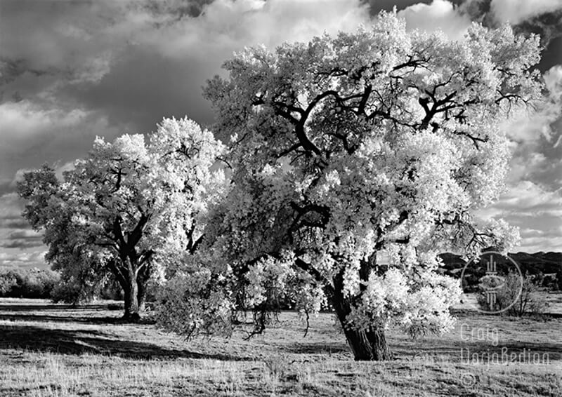 Cottonwood no-5, New Mexico<p>© Craig Varjabedian</p>