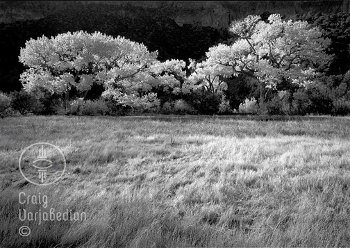 Cottonwoods Meadow Jemez<p>© Craig Varjabedian</p>