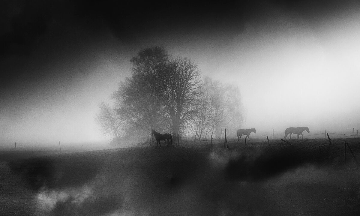Mysterious horses<p>© Eddy Verloes</p>