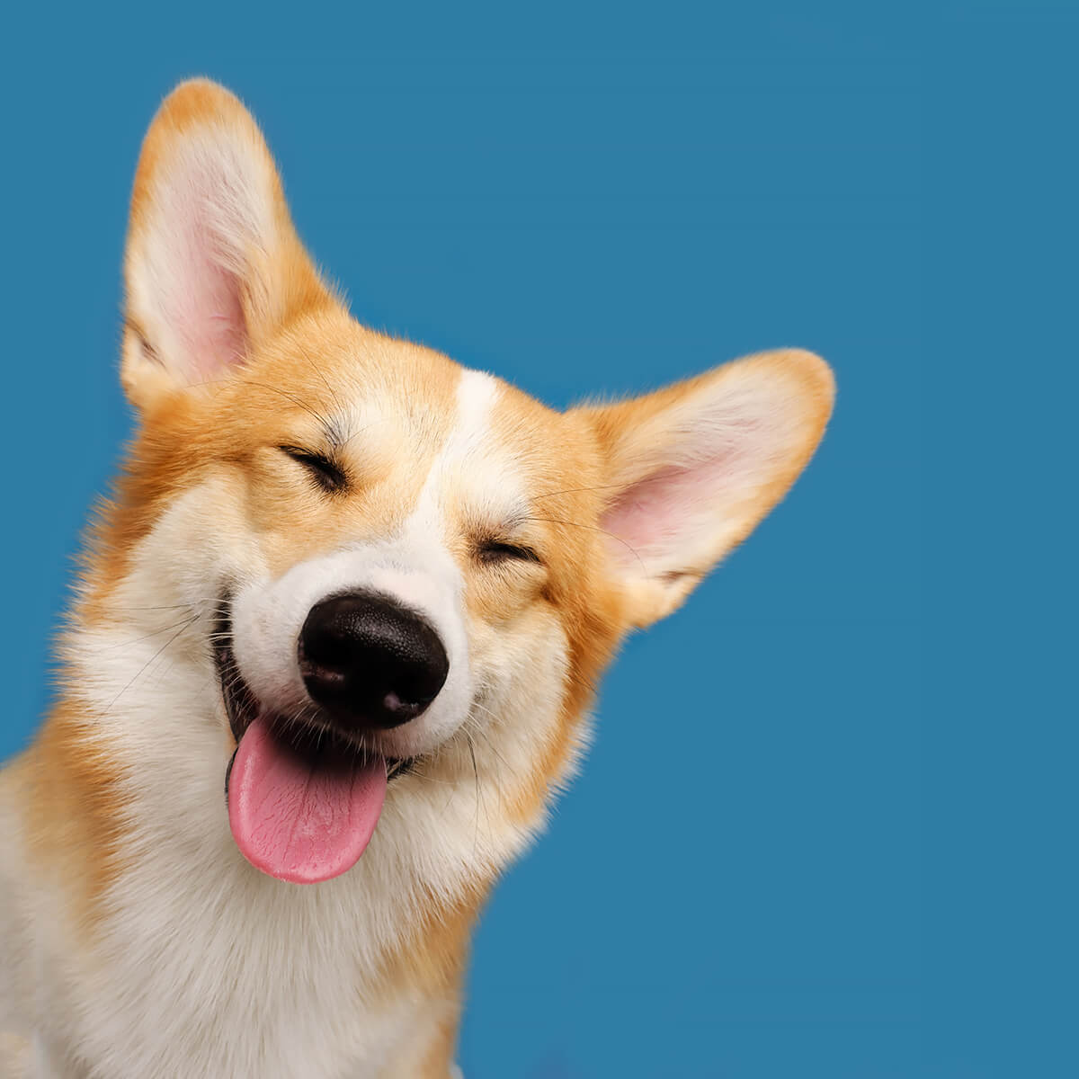 Socke Oh That Corgi Smile<p>© Elke Vogelsang</p>