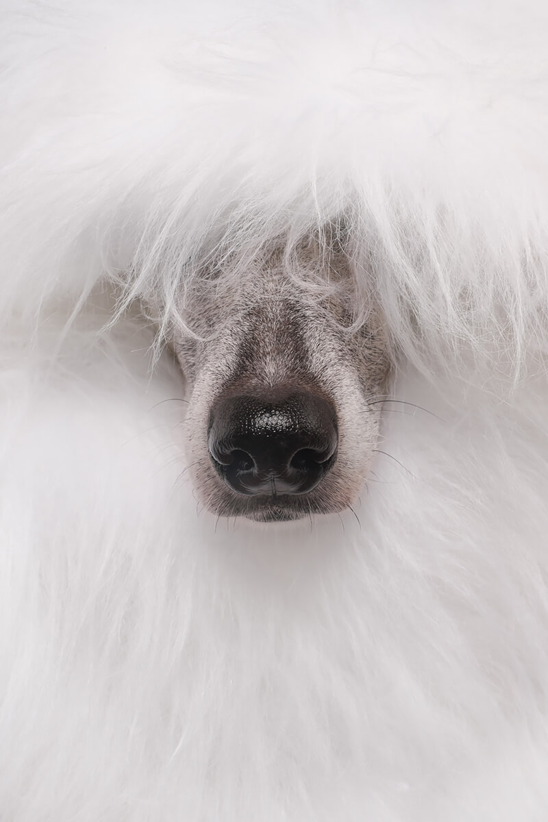 Scout Not Your Standard Poodle<p>© Elke Vogelsang</p>