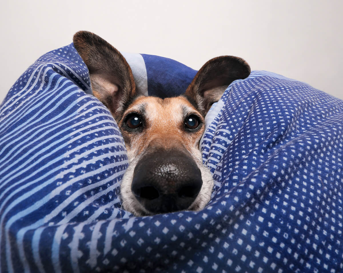 Noodles Noodles Canoodles<p>© Elke Vogelsang</p>