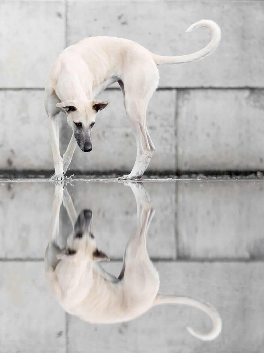 Scout Harbor Reflections<p>© Elke Vogelsang</p>