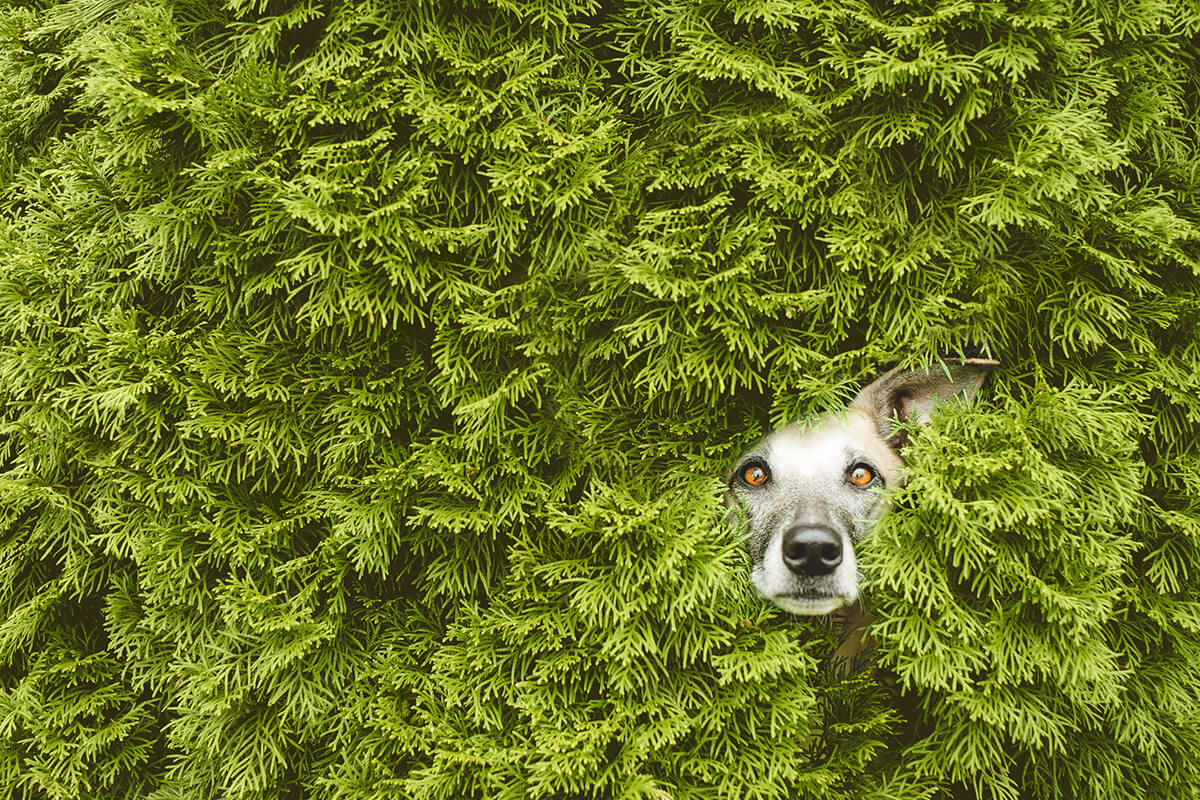 Scout Hedge Troll<p>© Elke Vogelsang</p>