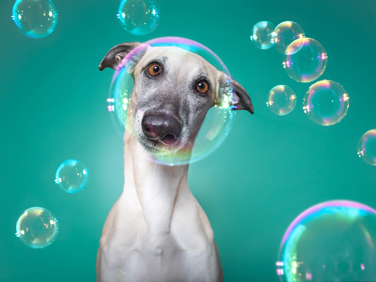 Why The Bubbles Face<p>© Elke Vogelsang</p>