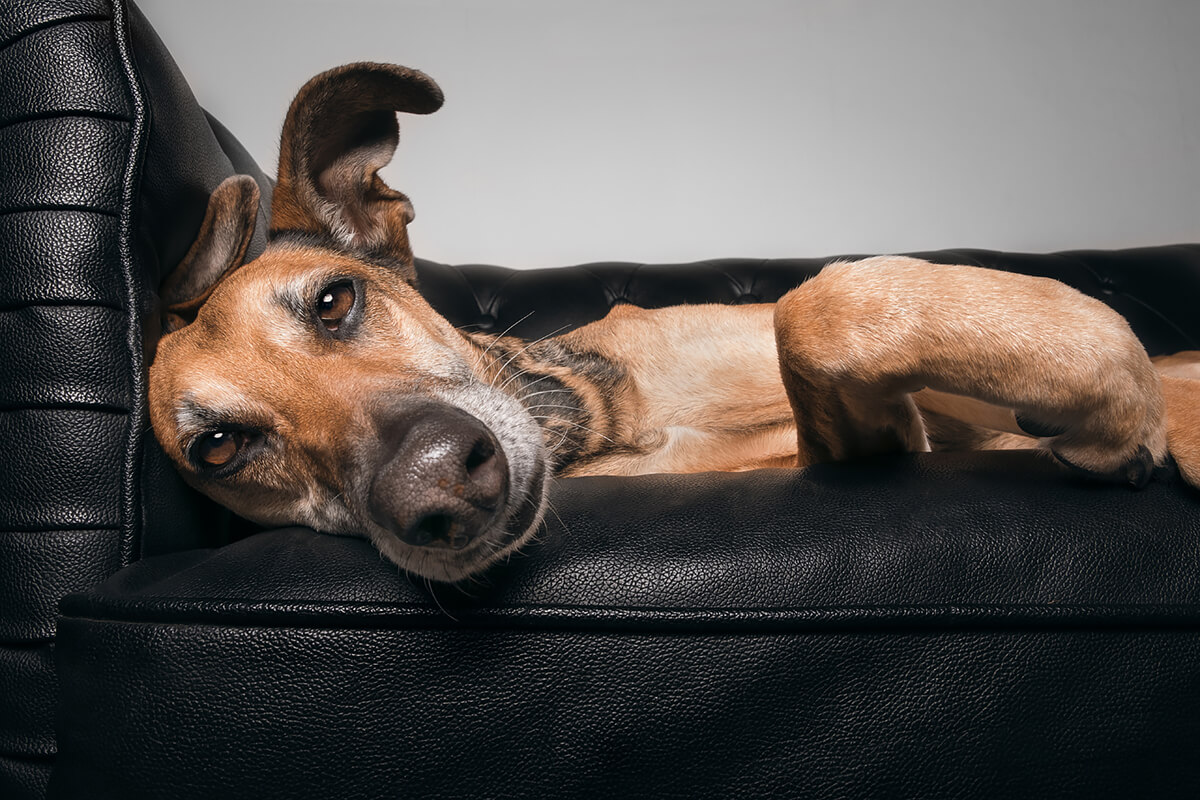 Noodles Late For Netflix Evening<p>© Elke Vogelsang</p>