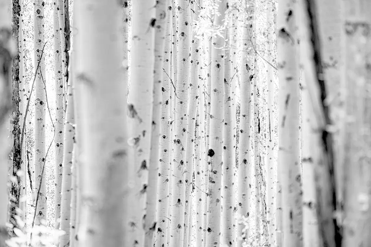 Aspen<p>&copy; TJ Vissing</p>