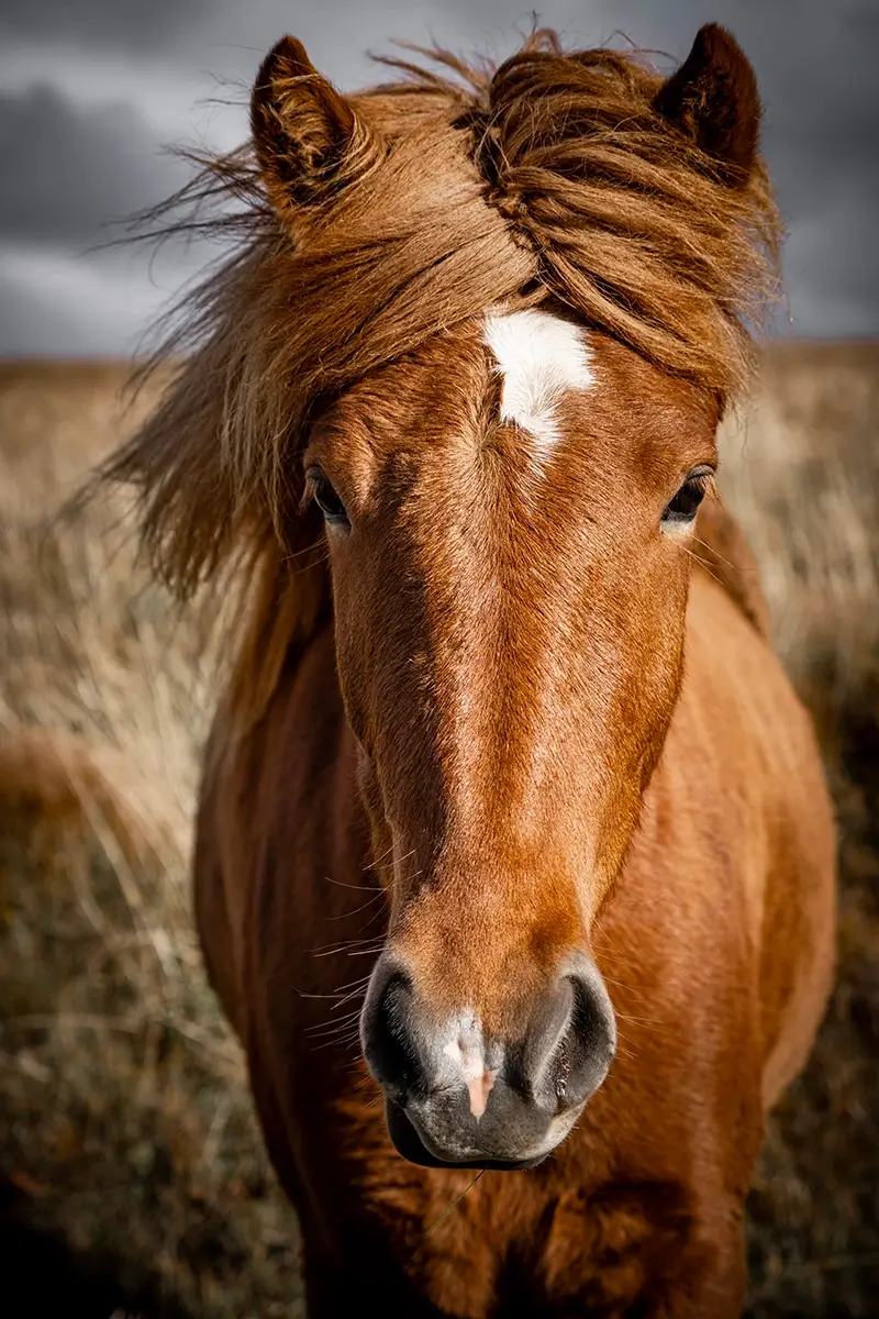 Icelandic Horse<p>&copy; TJ Vissing</p>