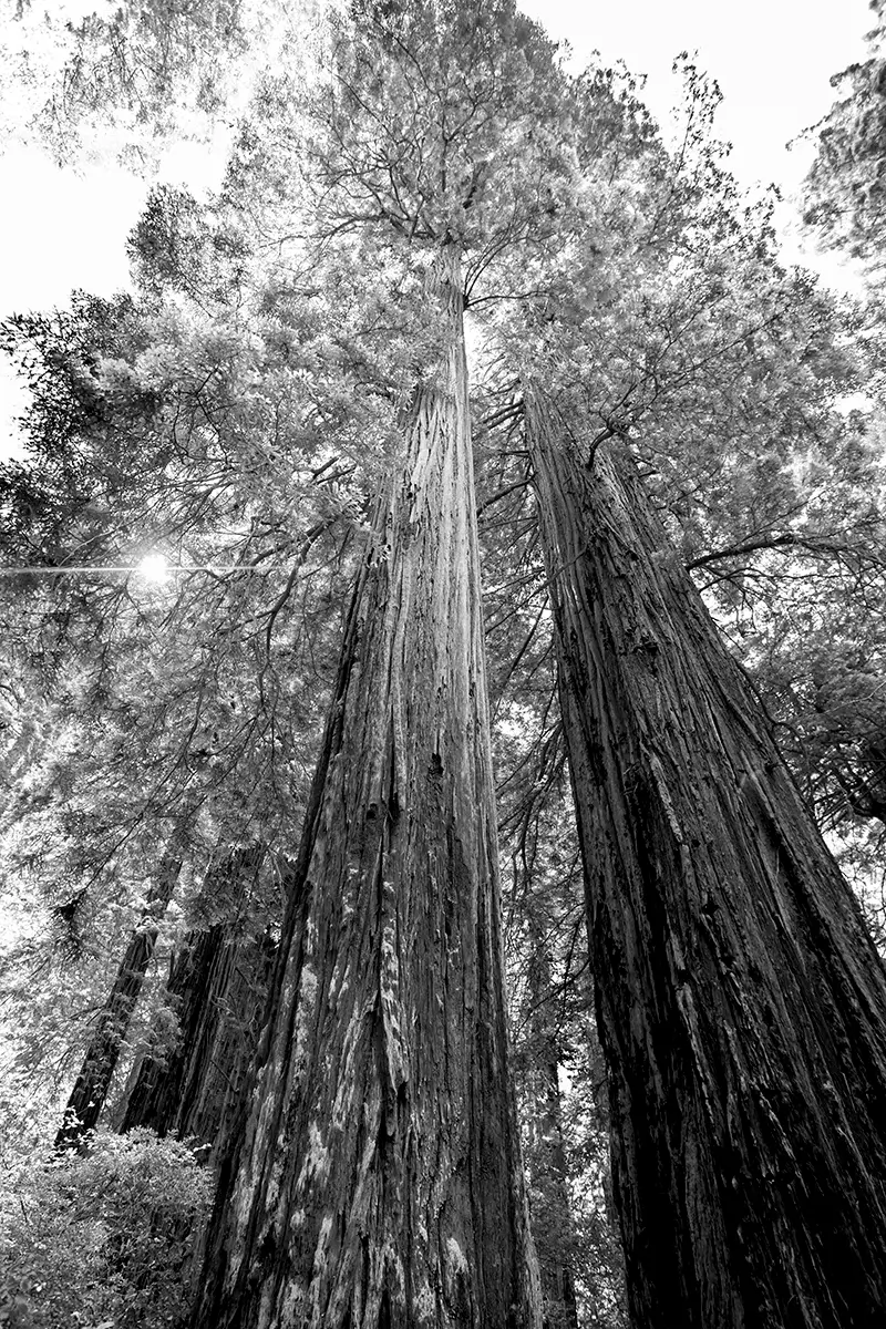 Redwoods<p>&copy; TJ Vissing</p>