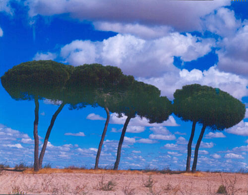 Trees, Spain 1994<p>© Cole Weston</p>