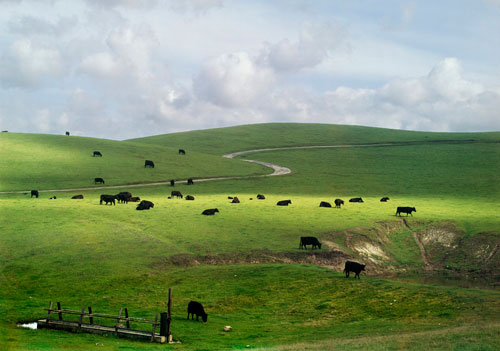 Palo Corona Ranch, CA 1962<p>© Cole Weston</p>