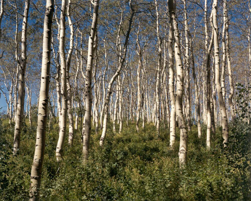 Aspens, Utah 1978<p>© Cole Weston</p>