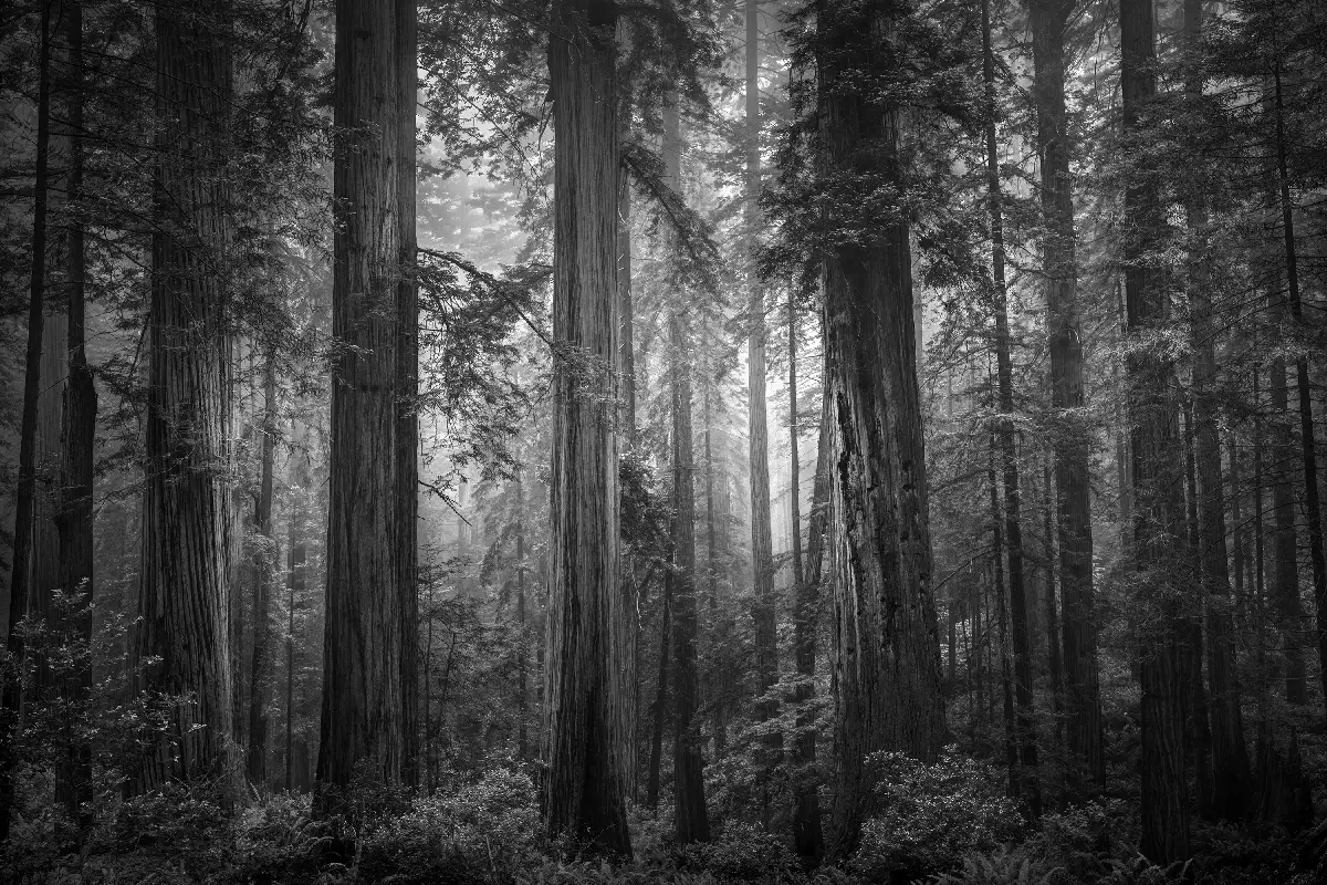 Light Beyond<p>&copy; Gary Wagner</p>