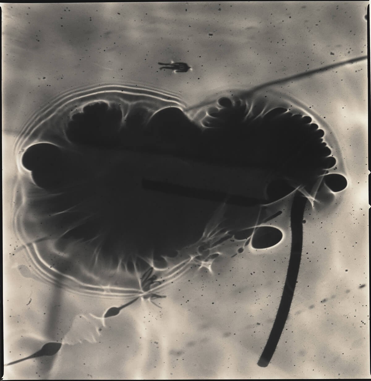 Lotus Dreams<p>© Hiroshi Watanabe</p>
