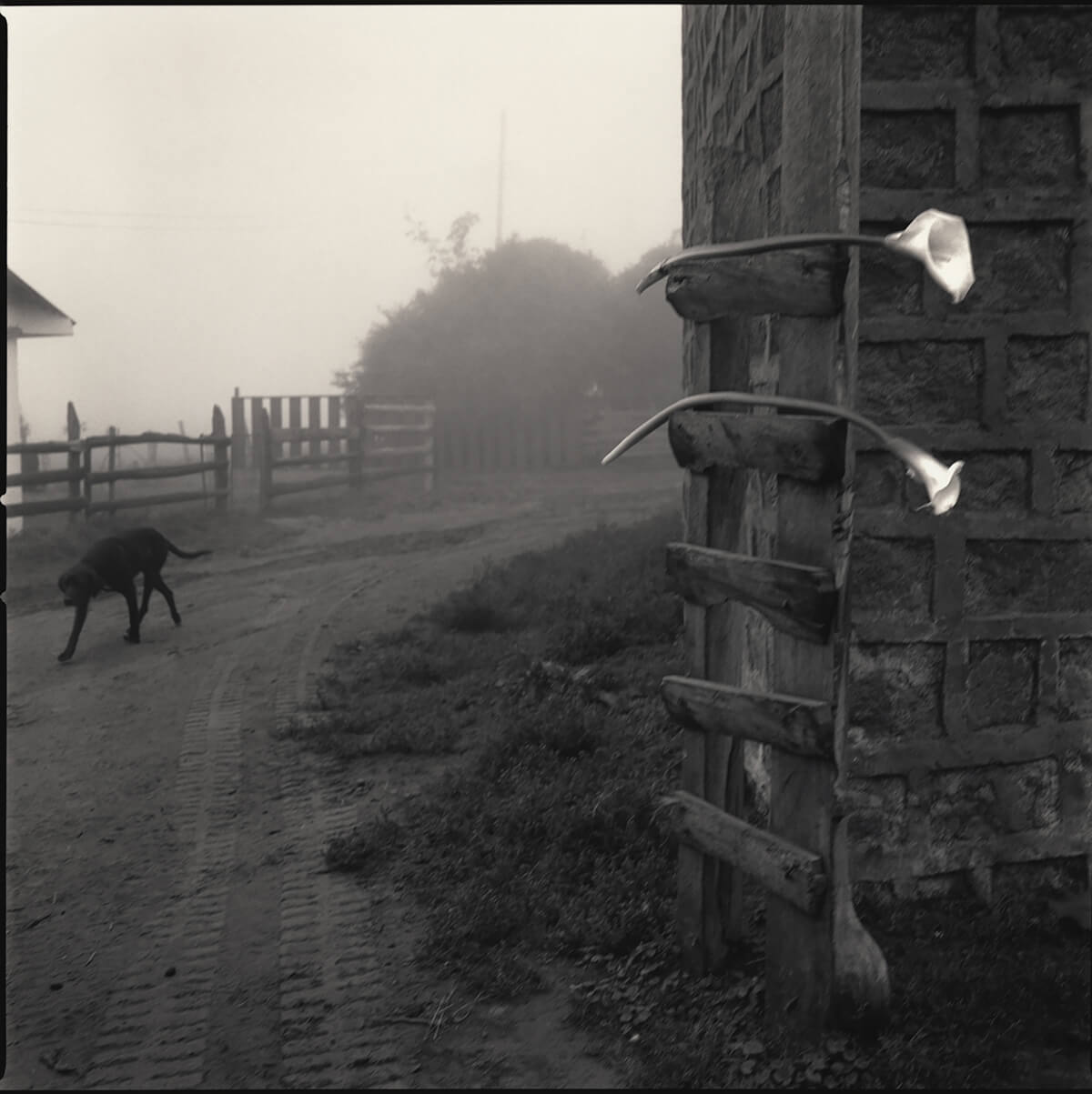 Santa Rosa Farm, Ecuador<p>© Hiroshi Watanabe</p>