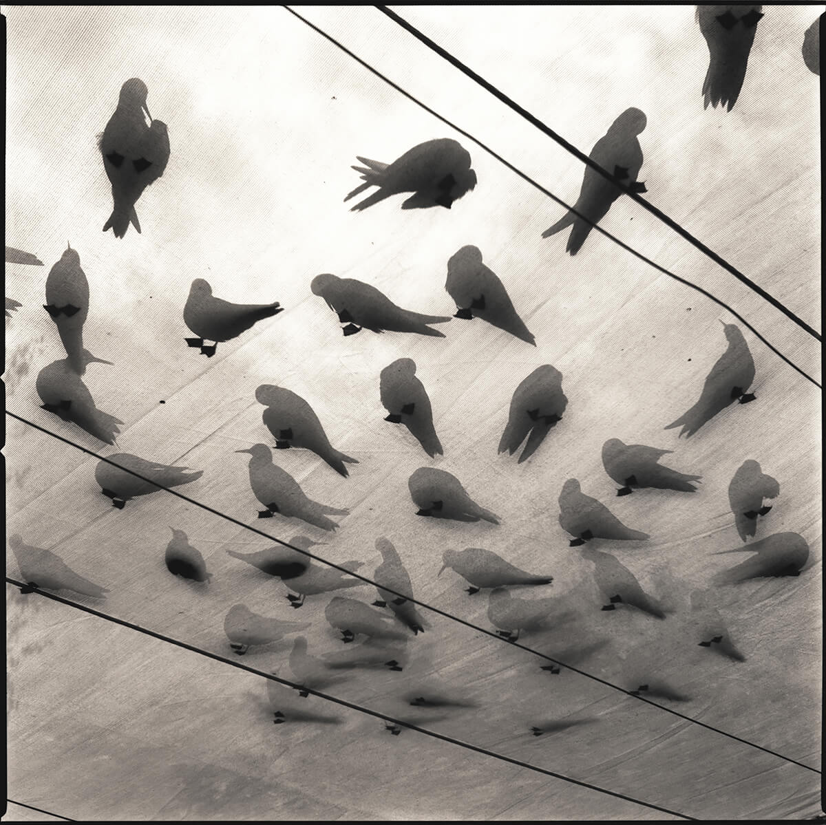 White Terns, Midway Atoll<p>© Hiroshi Watanabe</p>