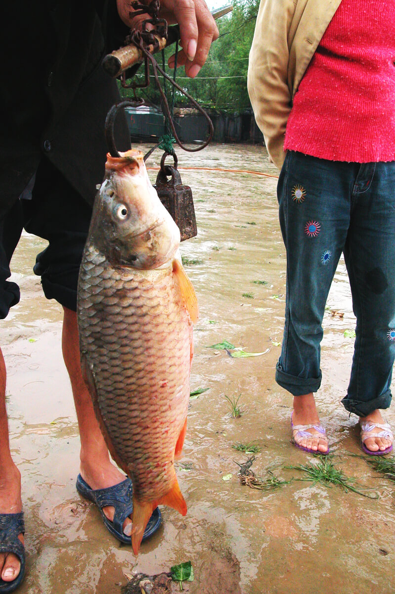 Private China Series Carp <p>© Junichi Wajda</p>