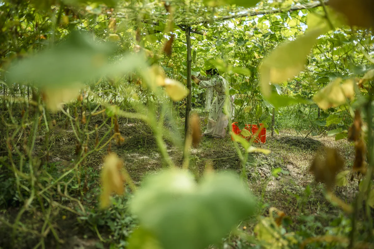 Harvest for the Market. Shuklaphanta, Nepal, 2025.<p>&copy; Antti Yrjönen</p>