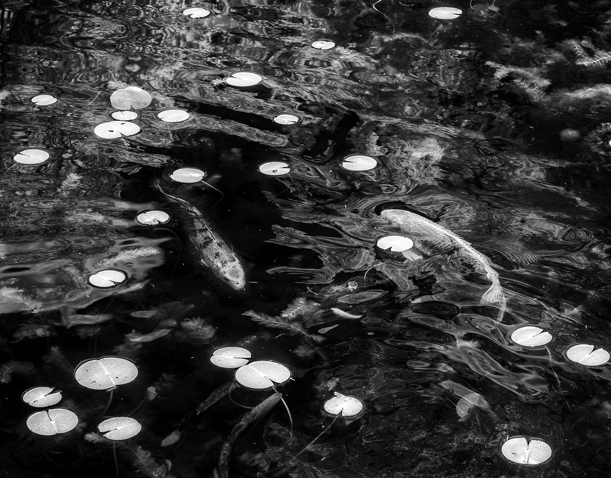 Polka Dot Pond<p>© Beamie Young</p>