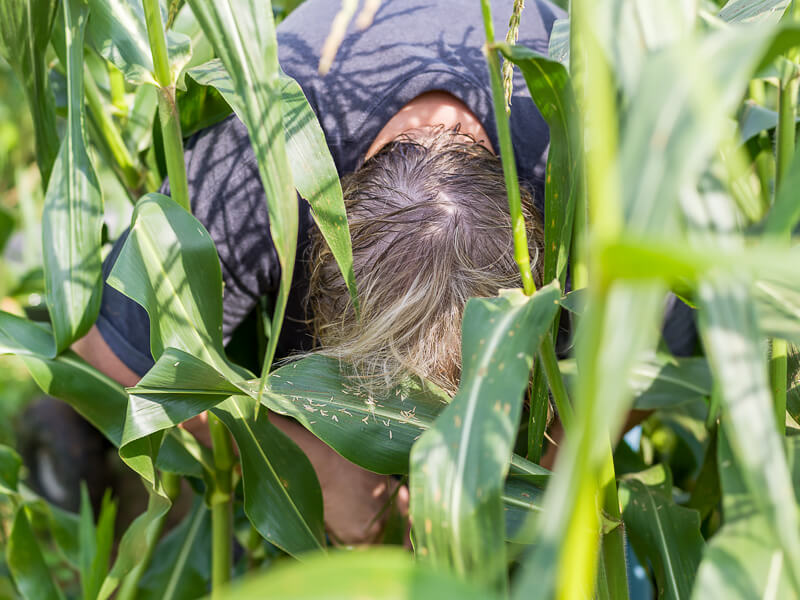 Pam, Harvesting Corn<p>© Michael Young</p>