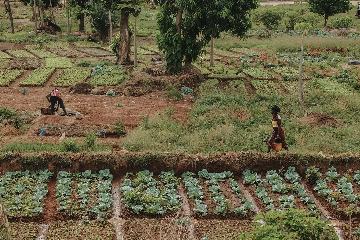 <p>&copy; Samantha Yancey</p>