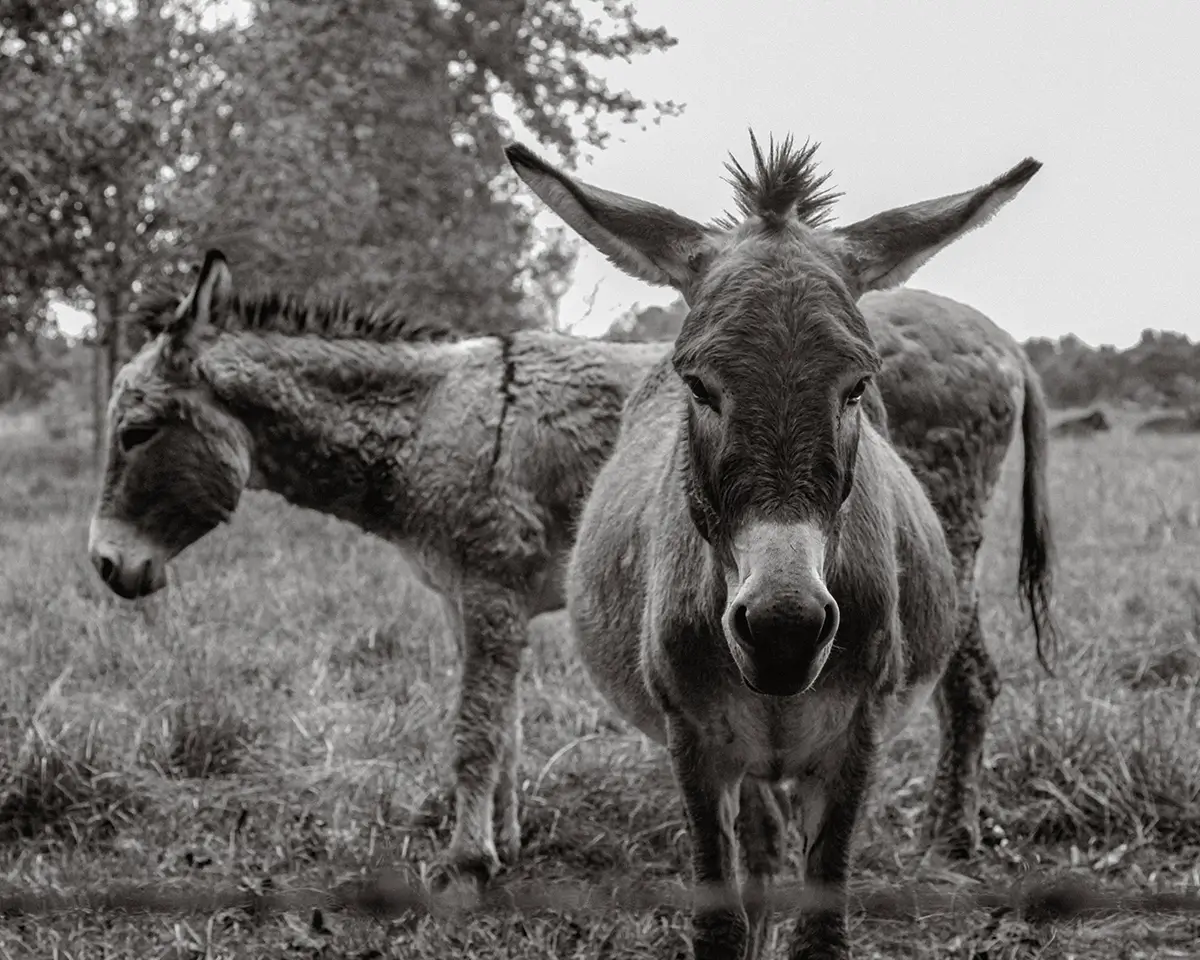 <p>&copy; Samantha Yancey</p>