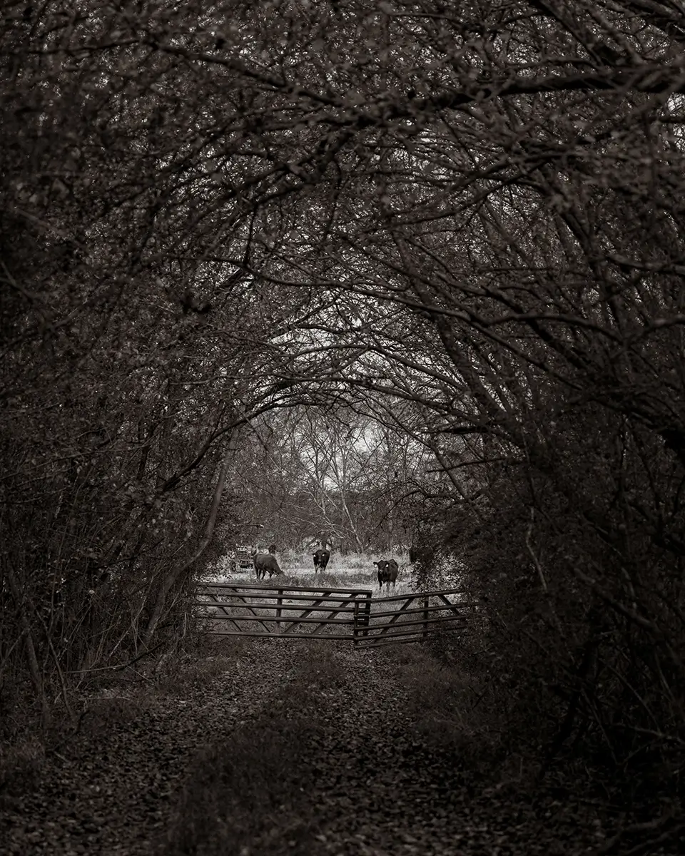 <p>&copy; Samantha Yancey</p>