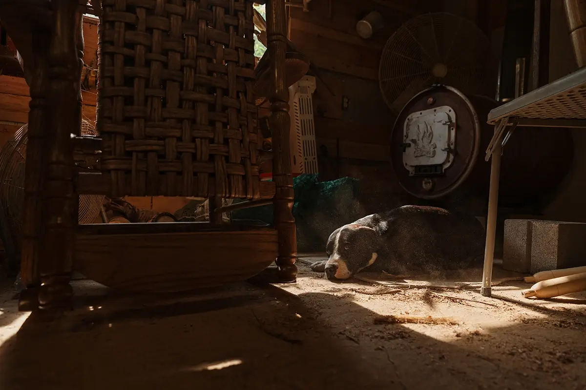 <p>&copy; Samantha Yancey</p>