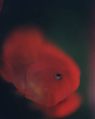 The red fish<p>© Wenxin Zhang</p>