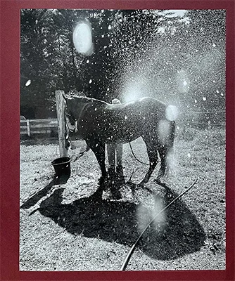 Cheryle St. Onge: Calling the Birds Home