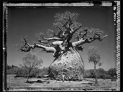 Baobab: Tree of Generations