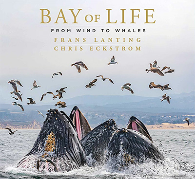 Bay of Life: From Wind to Whales