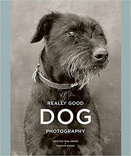 Really Good Dog Photography